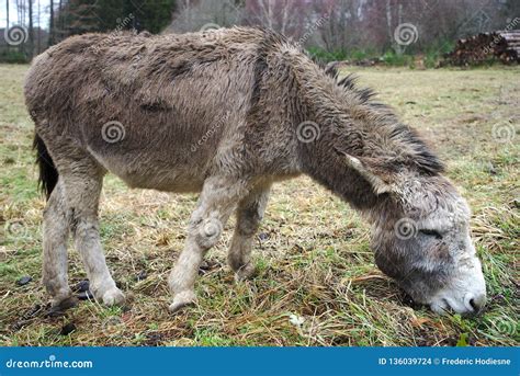 Gray Donkey In Auvergne Grazing Grass Stock Photo Image Of Hairy