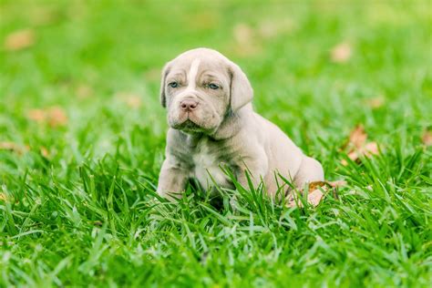 4 Fun Facts About Neapolitan Mastiffs Greenfield Puppies