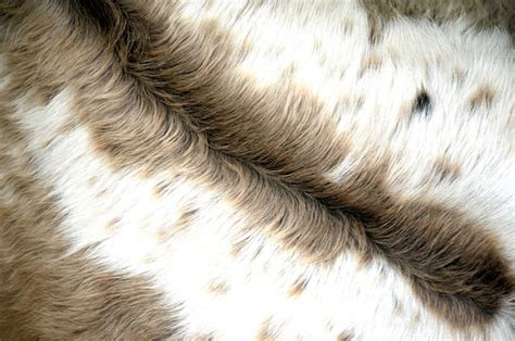 Flickriver Photoset Longhorn Cattle Fur By David Kozlowski