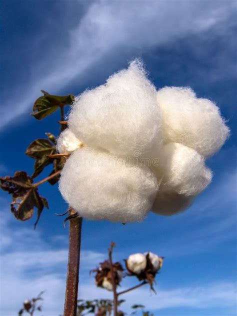 Field Of Cotton Ready For Harvesting Stock Photo Image Of Business