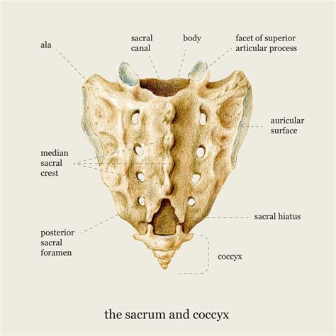 Sacrum And Coccyx Vertebrae Coaster Medical Illustration T Etsy