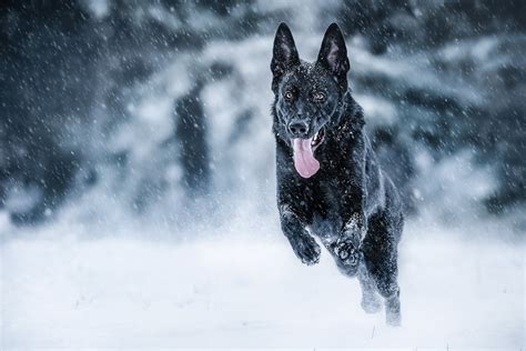 Download Snowfall Winter Dog Animal German Shepherd Hd Wallpaper