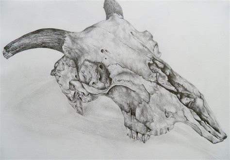 Animal Skull Pencil By Apilsbury On Deviantart Deer Skull Drawing