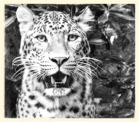Wallpaper Wildlife Black And White Cheetah Terrestrial Animal