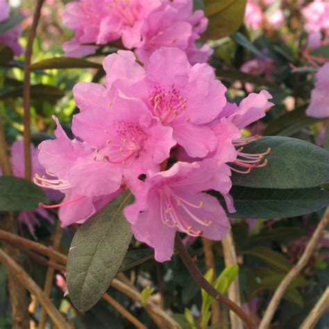 Rhododendron Pjm Elite Multiplants