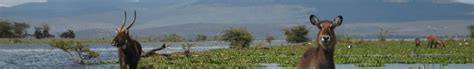 Naivasha, nakuru county, kenija kartē, vieta naivasha, koordinātes. Kenia: Lake Naivasha Sehenswürdigkeiten | Evaneos