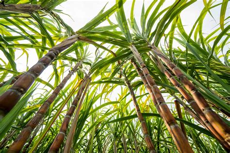 Growing Sugarcane How To Plant And Care For This Sweet Treat