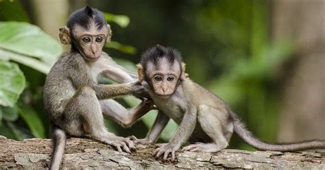 10 Interesting Facts About Monkeys Facts About All