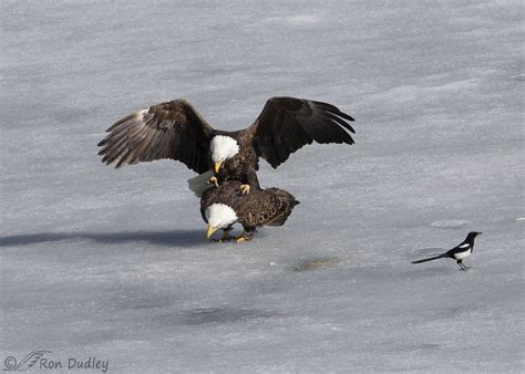 Bald Eagles Sex On The Ice Feathered Photography
