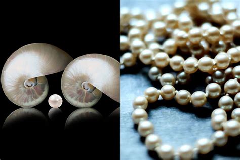 Mother Of Pearl Vs Pearl How To Tell Their Difference Beadnova