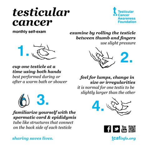 Epididymal cysts, are outside the testis in the epididymis, and are benign fluid filled bumps. Self Exam - How to — Testicular Cancer Awareness Foundation