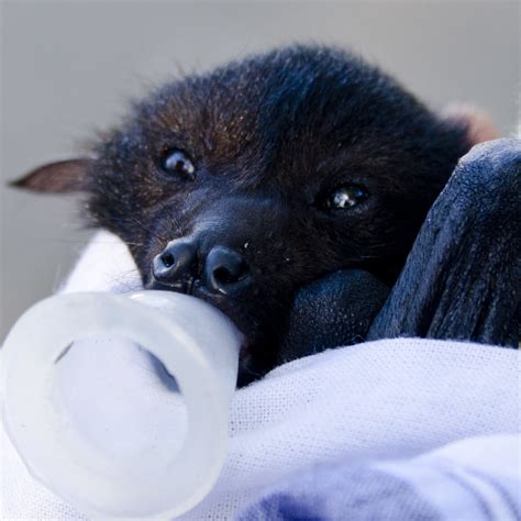 Penelope 3 Weeks Orphan Baby Bat Being Raised By Bat Con Flickr
