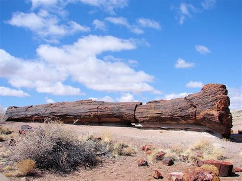 Petrified Forest National Park And Painted Desert In Arizona Things To