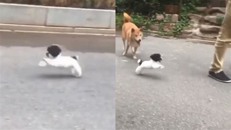 Tiny Puppy Bounces Up And Down Adorably When Walking Youtube