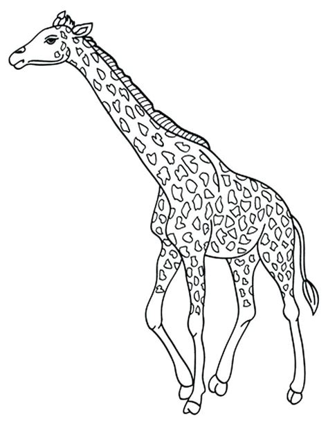 These tall creatures have a lifespan of around 25 years and spend most of their lives standing. coloring pages giraffe giraffe coloring page baby giraffe ...