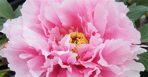 Peony Flowers For Sale Uk Pink And Yellow Peony Bulbs For Sale Butter
