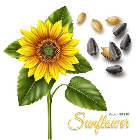 Premium Vector Sunflower And Black Seeds Illustration