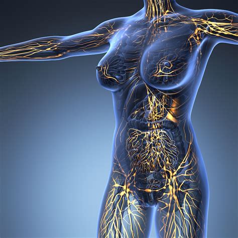 Frequently Asked Questions FAQ About The Lymphatic System Pain Swelling Solutions