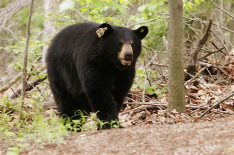 Connecticut Bear Sightings On The Rise Where And Why Avon Ct Patch