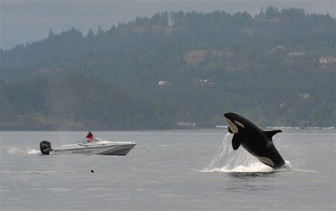 Killer Whales Eagle Wing Tours
