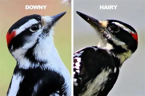 Downy Vs Hairy Woodpecker 8 Differences Bird Feeder Hub