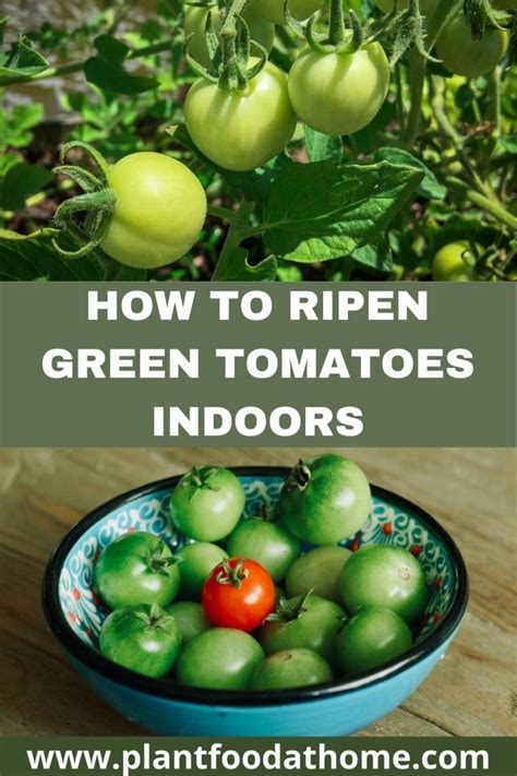 How To Ripen Green Tomatoes Indoors Five Easy Methods That Work