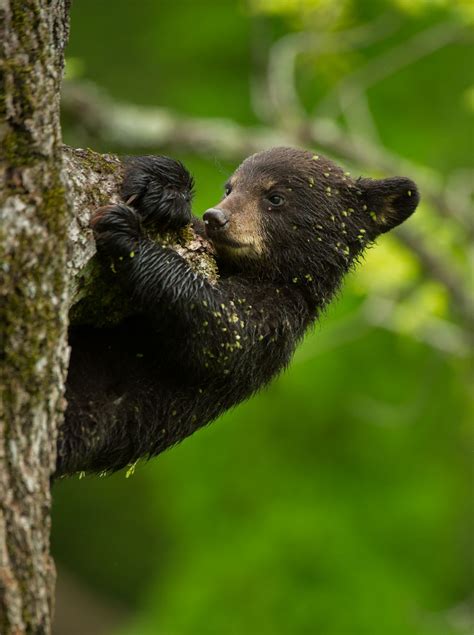 Rare Rainforest Animals Amazon