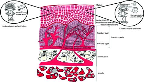 Buccal Mucosa Anatomy