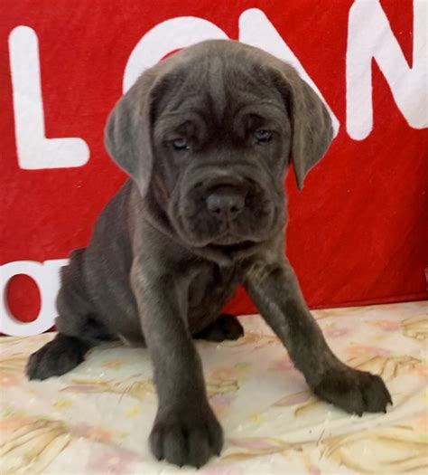 23 Cane Corso Puppies Oregon Image Bleumoonproductions