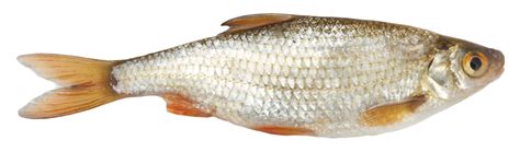 Fish Png Transparent Image Download Size 1700x500px