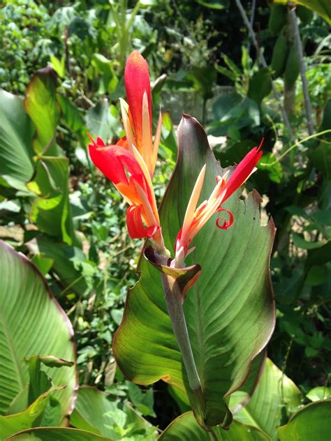 Suria Helang Lui Bunga Tasbih Striking Flower With Benefits