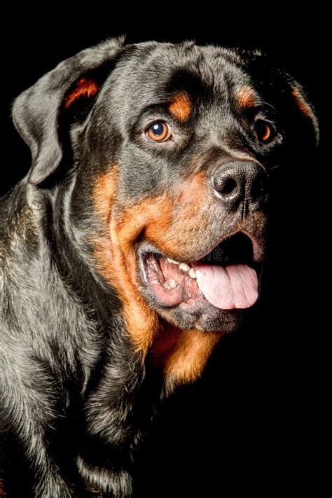 Rottweiler Dog Portrait Stock Photo Image Of Black Domesticated