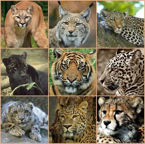 Online Crop Hd Wallpaper Photo Of Types Of Wild Cats Collage Big
