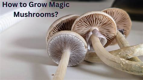 A Step By Step Guide To Magic Mushroom Cultivation Apotheca
