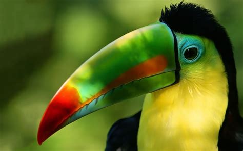 Tucan Head Beak Beautiful Color Wallpaper Hd For Mobile