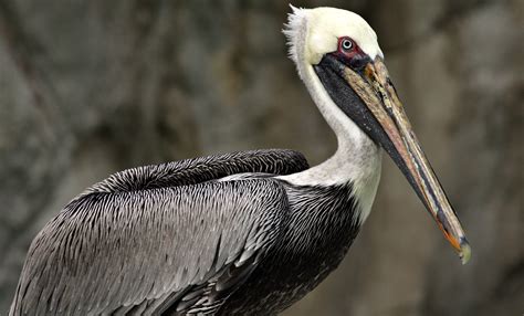 Brown Pelican Smithsonians National Zoo And Conservation Biology