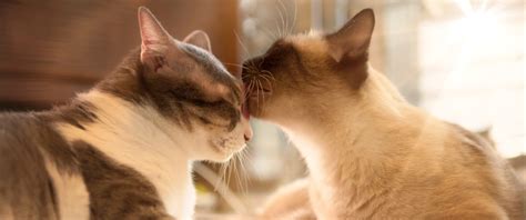 Why Do Cats Groom Each Other 4 Explanations Four Paws