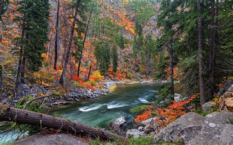 Landscape Forest Pine Trees River Wallpapers Hd