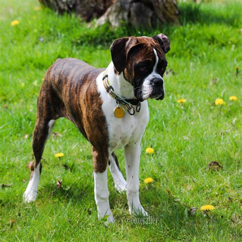 Pin By Boxeralley On Boxers My World Boxer Dog Breed Boxer Dogs