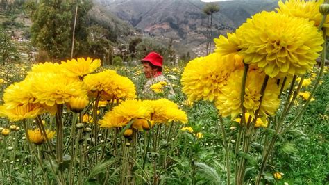 Plaan Tarma El Lindo Valle De Las Flores