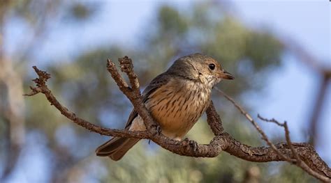 Rufous Whistler Birdlife Australia
