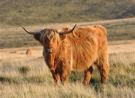 Highland Race Bovine — Wikipédia