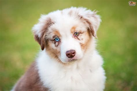 But is it their weight or their height that matters? 3 Beautiful Dog Breeds with Unusual Coloured Eyes | Pets4Homes