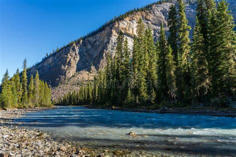 Yoho River Flows Through The Forest In A Sunny Summer Day Yoho