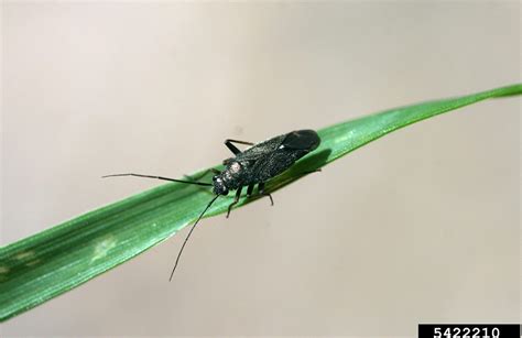 Black Grass Bugs Agricultural Biology