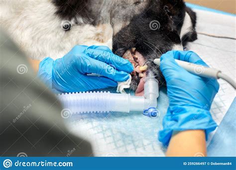 Veterinary Dentistry Dentist Surgeon Veterinarian Treats And Removes