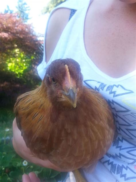 Pullet Roo 8 Week Old Welsummer Backyard Chickens Learn How To Raise Chickens