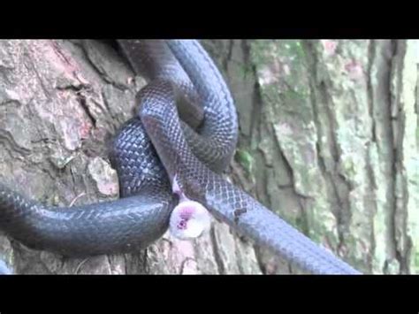 Snakes Having Sex A Daily Greg Instant Classic Youtube