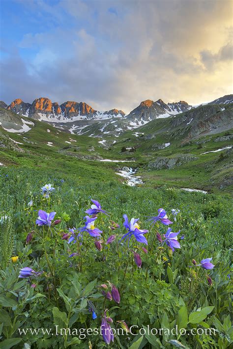 I seldom leave home for an offroading adventure without a backpack full of books on the region i'm visiting (and it's usu. American Basin Wildflowers near Lake City 3 | American ...