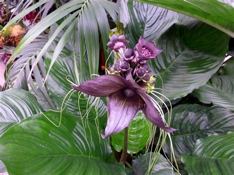 The tanaka line can be considered. Bat Flower (Tacca chantrieri) in 2020 | Bat flower ...